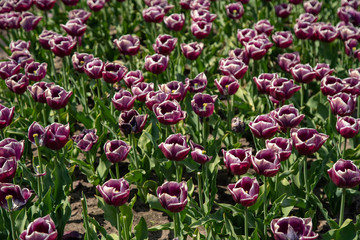 Tulip Field in the Netherlands