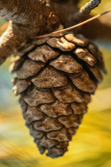 Close up shot of a cone on the branch