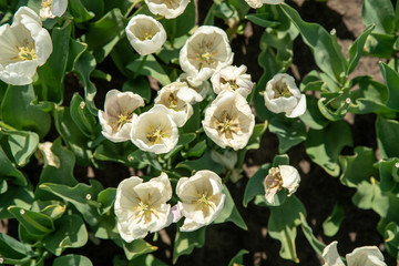 Tulip Field in the Netherlands