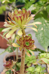Flowers of succulents in the greenhouse of the nursery