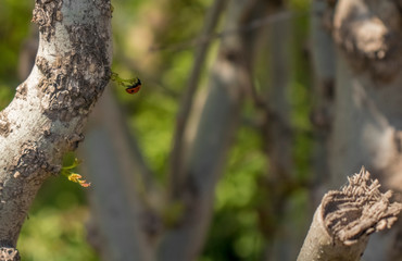 Ladybug sitting on a tree trunk