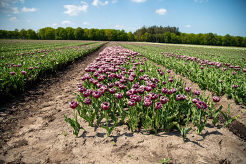 Tulip Field in the Netherlands