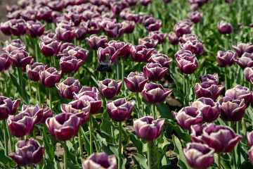 Tulip Field in the Netherlands