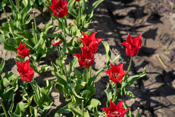 Tulip Field in the Netherlands