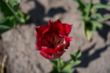 Tulip Field in the Netherlands