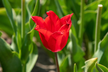 Tulip Field in the Netherlands