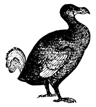 recommend clip art: Dodo or Raphus cucullatus, vintage illustration.