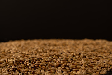 Barley beans. Grains of malt close-up. Barley on sacking background. Food and agriculture concept.