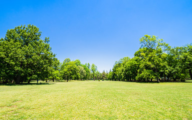 青空と緑の公園