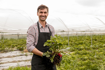 Happy farmer with uprooted strawberry plant in garden