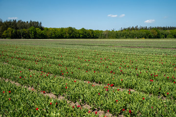 Tulip Field in the Netherlands