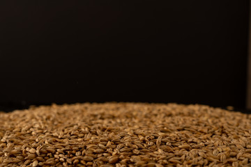 Barley beans. Grains of malt close-up. Barley on sacking background. Food and agriculture concept.