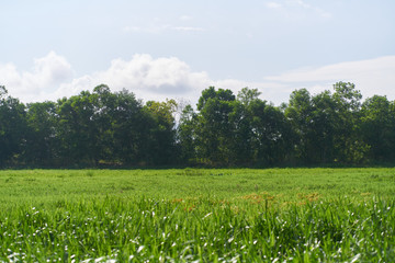 Beautiful and natural green grassland background