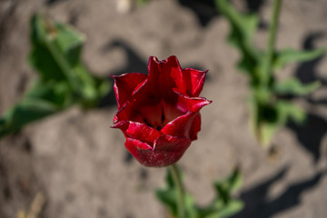 Tulip Field in the Netherlands
