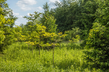 Baumschule im Mischwald
