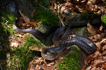 Äskulapnatter / Aesculapian snake (Zamenis longissimus) 