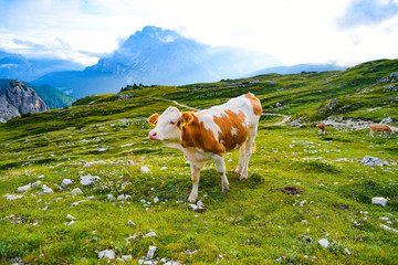 Fototapeta na wymiar A cow grazing on the green hills of the Italian Dolomites.