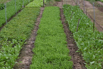 Fototapeta na wymiar Organic plants growing in traditional vegetable garden. lettuce, garlic