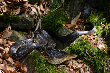 Äskulapnatter / Aesculapian snake (Zamenis longissimus) 