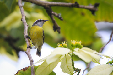 Obraz premium yellow bird on branch
