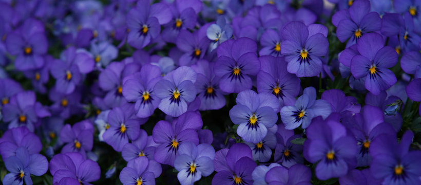  violet flowers pansies Viola &times;wittrockiana Gams with yellow ovary