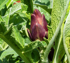 Close up of red artichoke (Cynara scolymus)
