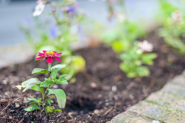 Fleur en terre