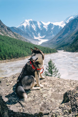 dog in the mountains