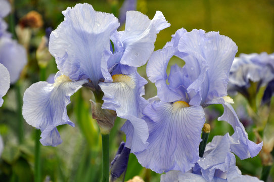 Beautiful bearded iris flowers