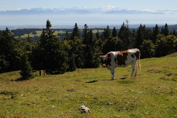 Vache de Vallorbe