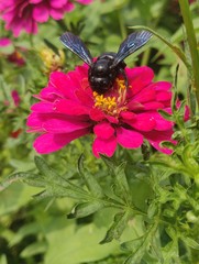 Fototapeta na wymiar Bumble-bee on the flower, Bumble Bee collects flower nectar of Zinnia flower