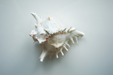 A large white seashell on a light background. 
