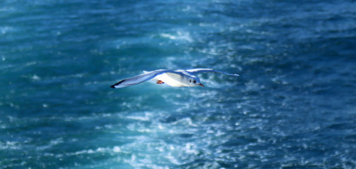 Fototapeta na wymiar Seagulls over the sea and clear waters - Istanbul