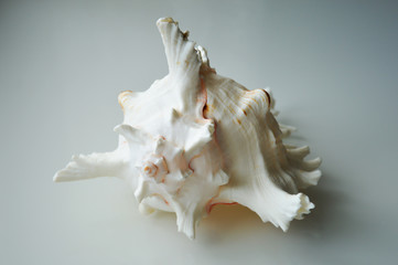 A large white seashell on a light background.