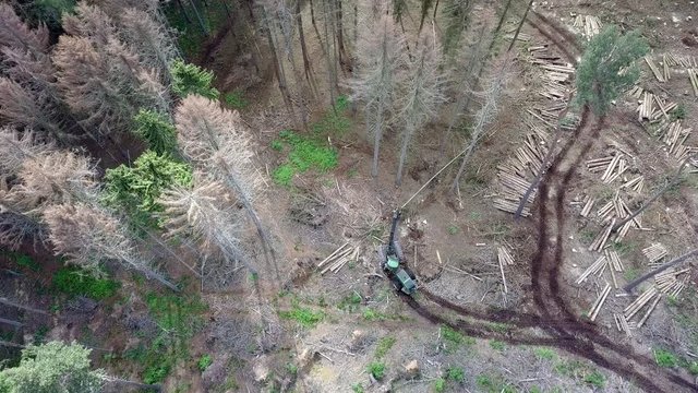 Baumf&auml;llung im Fichtenwald wegen Borkenk&auml;fer