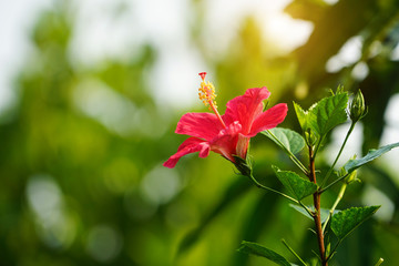 Beautiful red hibiscus flower growing on a green leaves background in the garden