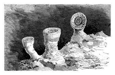 Coral, vintage illustration. © Morphart