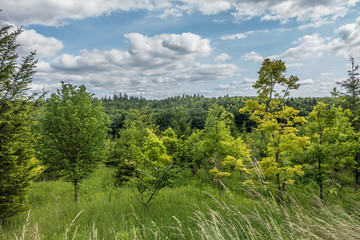 Baumschule im Mischwald