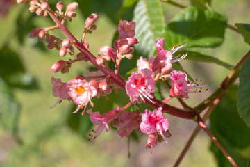 Fototapeta na wymiar Pink flowers chestnut tree in spring. Chestnut blossom close up on blue sky background