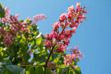 Pink flowers chestnut tree in spring. Chestnut blossom close up on blue sky background