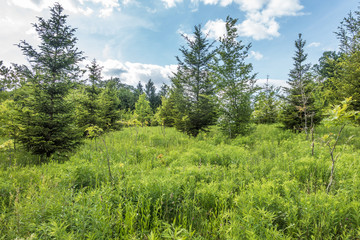 Baumschule im Mischwald