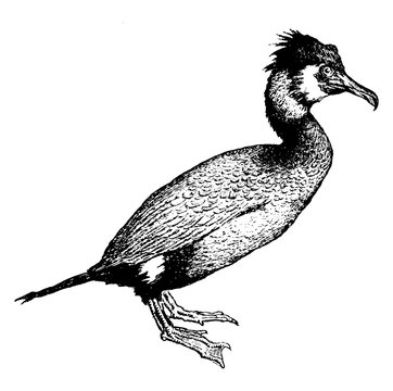 recommend clip art: Cormorant, vintage illustration.