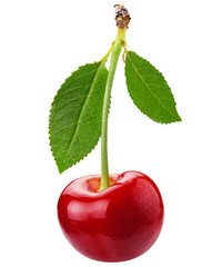 Cherry isolated on white. Package design element