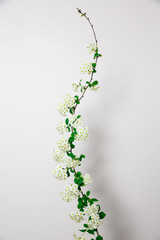 Elegant twig of beautiful spring tiny white flowers spirea on white background, view from above, isolated, vertical