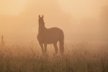 Pferdekoppel im Nebel