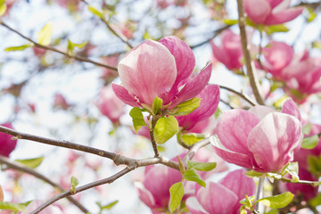 Pink magnolia closeup in a flowery garden