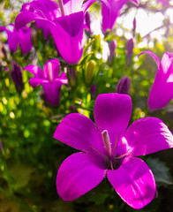 purple orchid in the garden