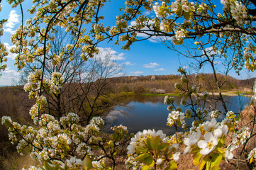 Fototapeta premium White pear tree flower on natural background. Sunny spring day with beautiful blue sky blossom flowers with copy space