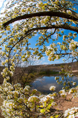 White pear tree flower on natural background. Sunny spring day with beautiful blue sky blossom flowers with copy space