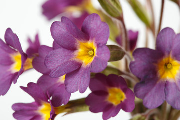 Fototapeta na wymiar Fragment Inflorescence of violet primrose flowers isolated on white background, close-up.
